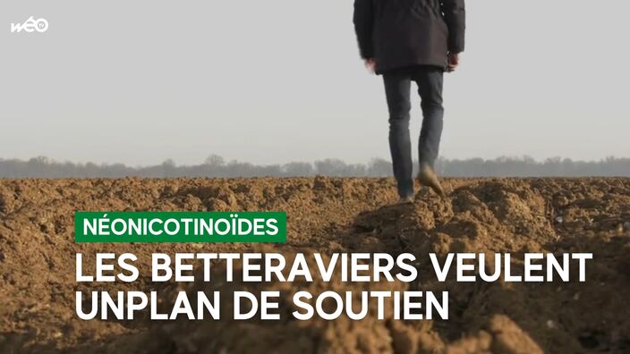 Fin des néonicotinoïdes : Les betteraviers attendent des mesures de soutien